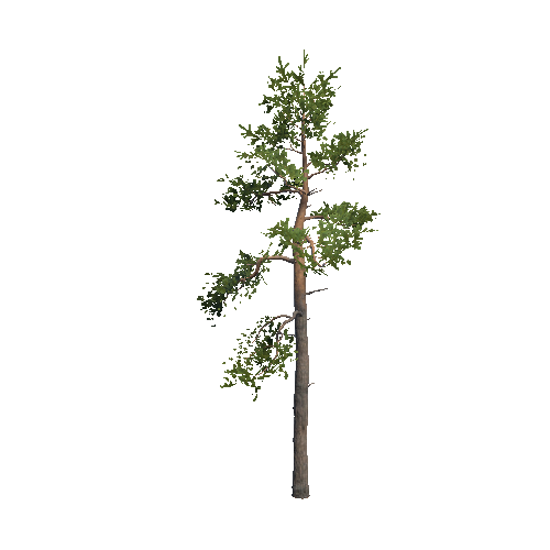 Prefab_Forest_pine_06