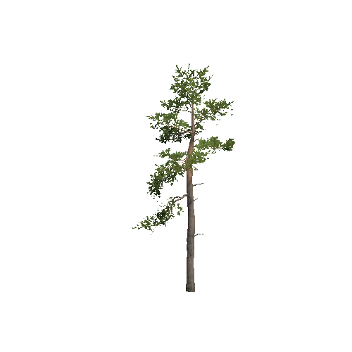 Prefab_Forest_pine_06