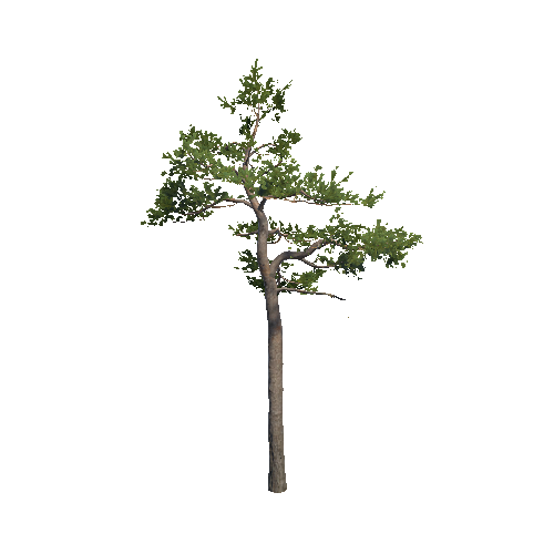 Prefab_Forest_pine_07