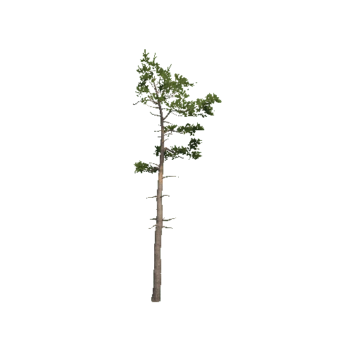 Prefab_Forest_pine_08