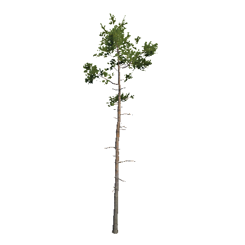 Prefab_Forest_pine_09