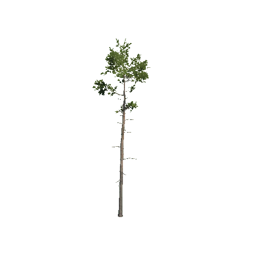 Prefab_Forest_pine_09