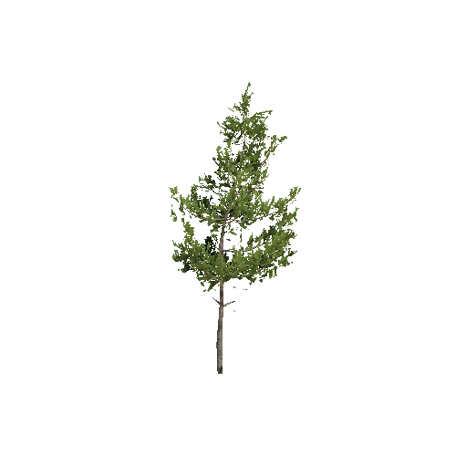 Prefab_Forest_pine_tree_00_B