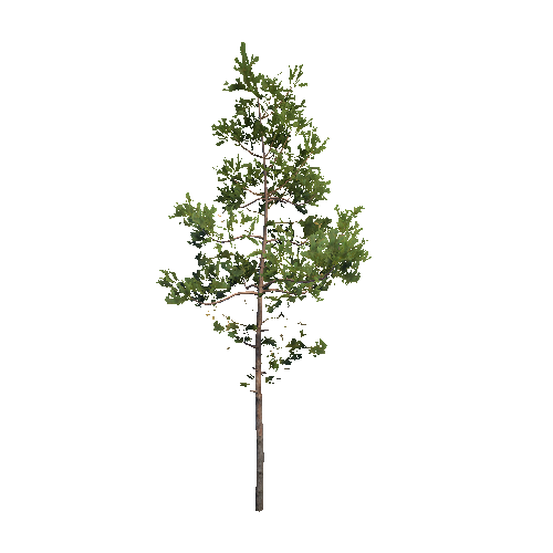 Prefab_Forest_pine_tree_00_C