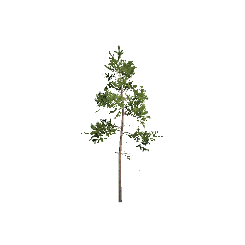 Prefab_Forest_pine_tree_00_D
