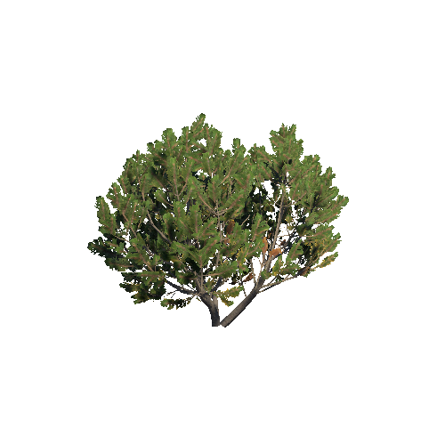 Prefab_dwarf_pine_big_01