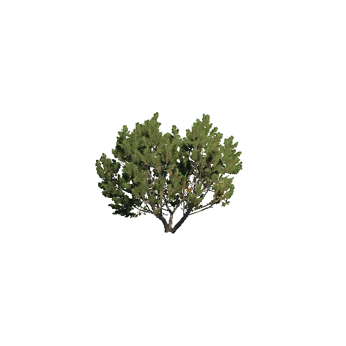 Prefab_dwarf_pine_big_01