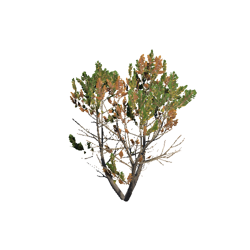 Prefab_dwarf_pine_big_04