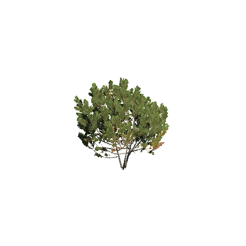 Prefab_dwarf_pine_medium_01