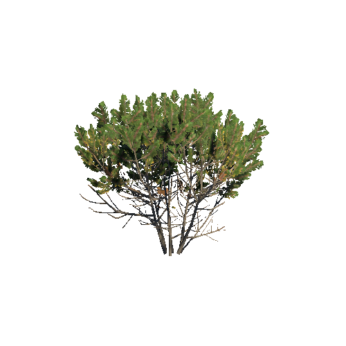 Prefab_dwarf_pine_medium_02