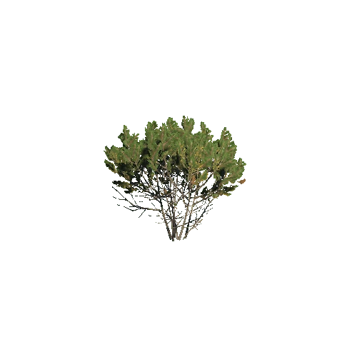 Prefab_dwarf_pine_medium_02