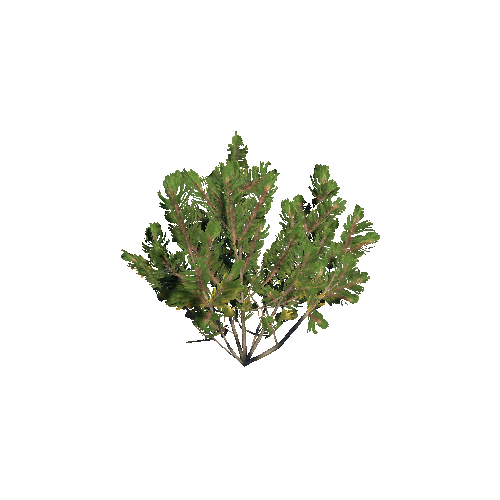 Prefab_dwarf_pine_small_01