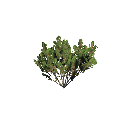 Prefab_dwarf_pine_small_02