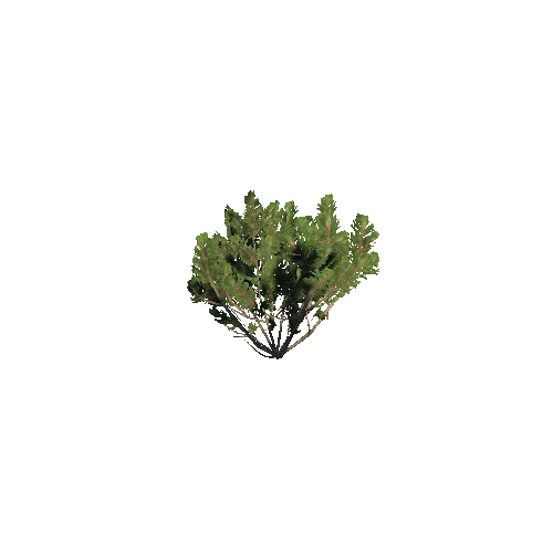 Prefab_dwarf_pine_small_02