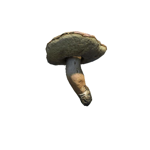 Prefab_mushroom_bay_bolete_05