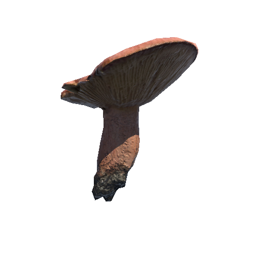 Prefab_mushroom_rufous_milkcap_02