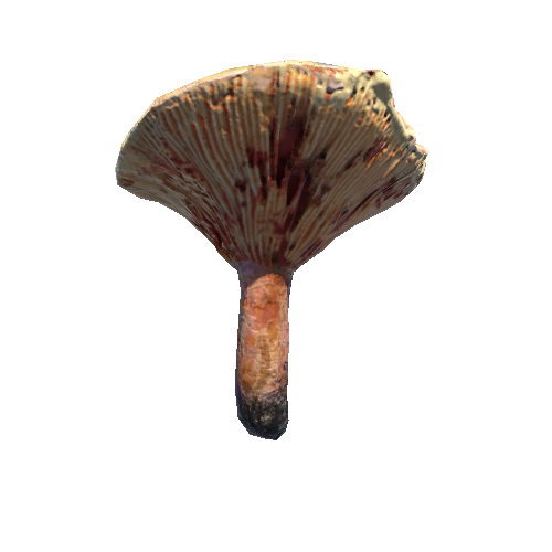 Prefab_mushroom_saffron_milk_cap_02