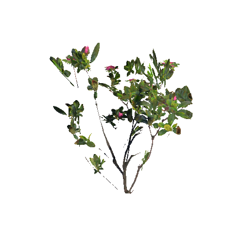 Prefab_rhododendron_01