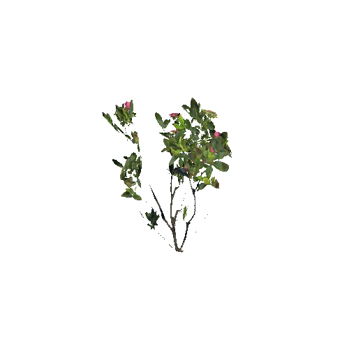Prefab_rhododendron_01