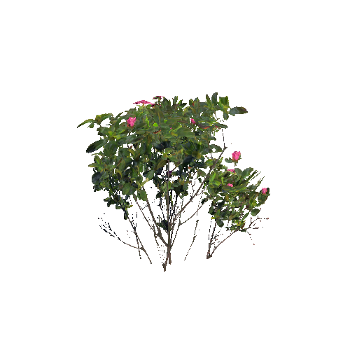 Prefab_rhododendron_02