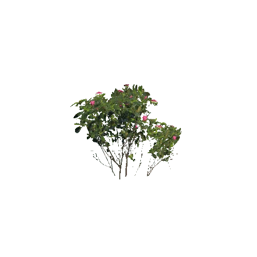 Prefab_rhododendron_02