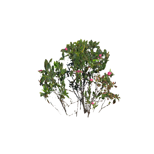 Prefab_rhododendron_04