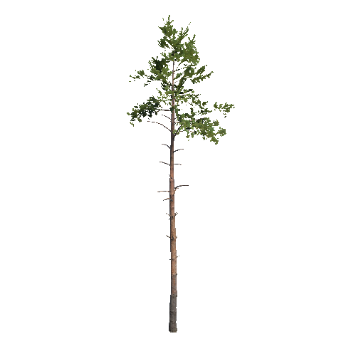 VS_Prefab_pine_02