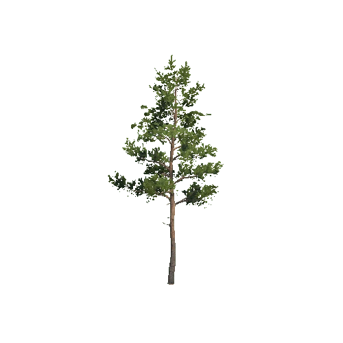 VS_Prefab_pine_03