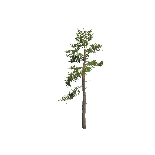 VS_Prefab_pine_06