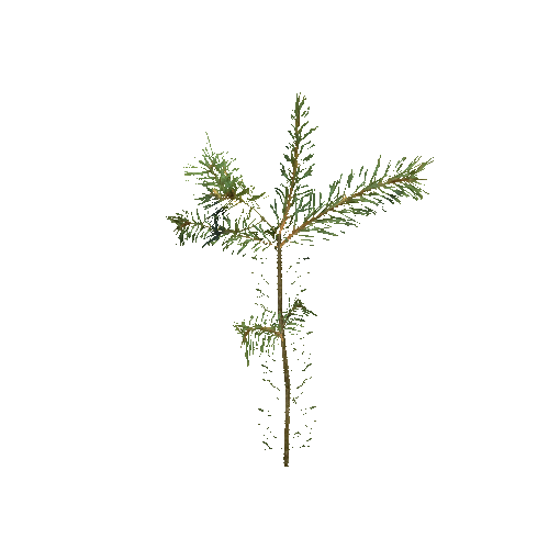 VS_Prefab_pine_plant_00_A