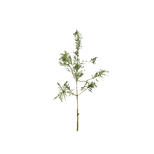 VS_Prefab_pine_plant_00_B