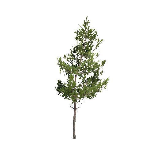 VS_Prefab_pine_tree_00_B