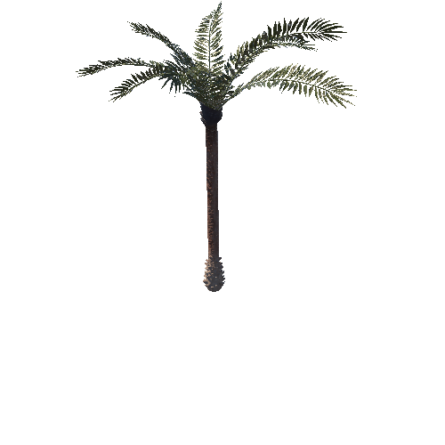 Palm_02