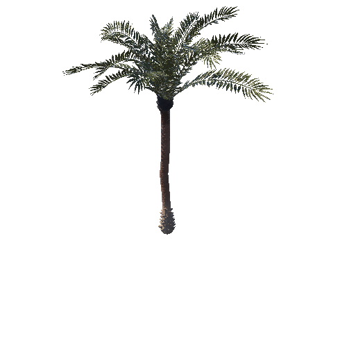 Palm_03