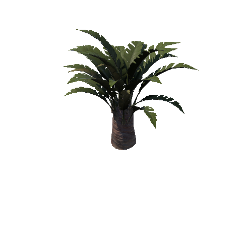 Palm_05