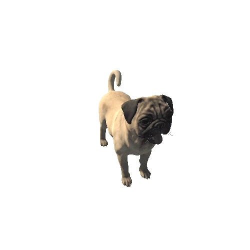 Pug_HighPoly