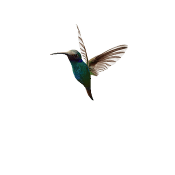Hummingbird_01