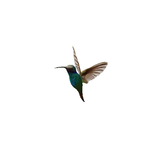 Hummingbird_01