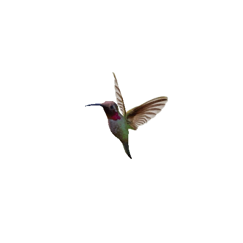 Hummingbird_02