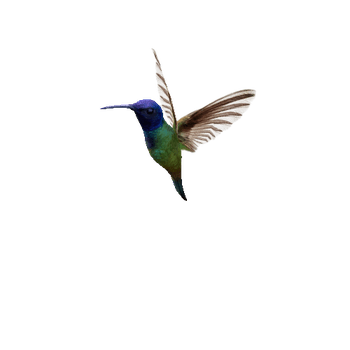 Hummingbird_03