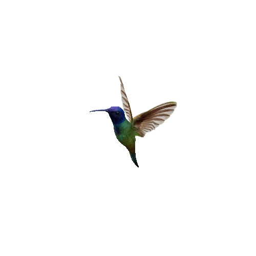 Hummingbird_03