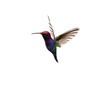 Hummingbird_04