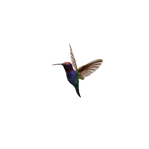 Hummingbird_04