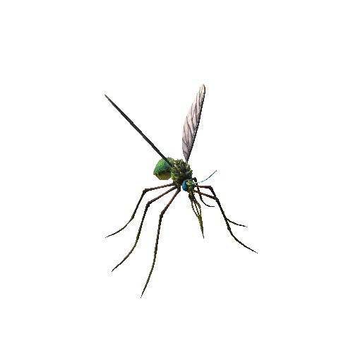 Mosquito_1