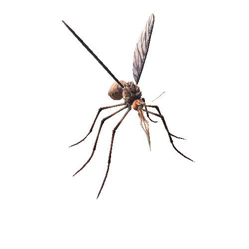 Mosquito_1_1