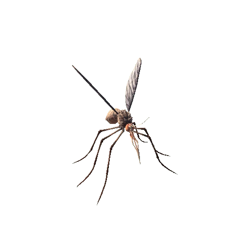 Mosquito_1_1