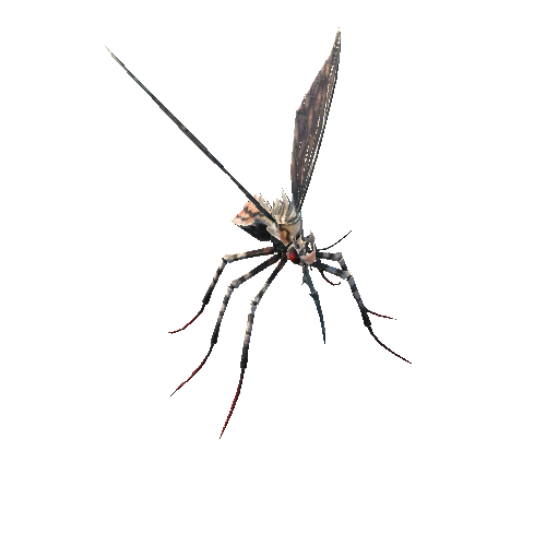 Mosquito_2_2