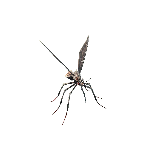 Mosquito_2_2