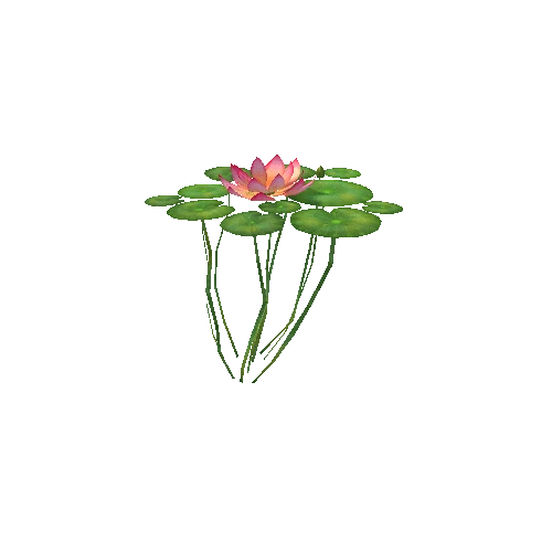 Waterlily1