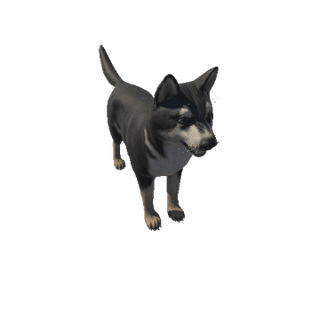 Husky_HighPoly_с1